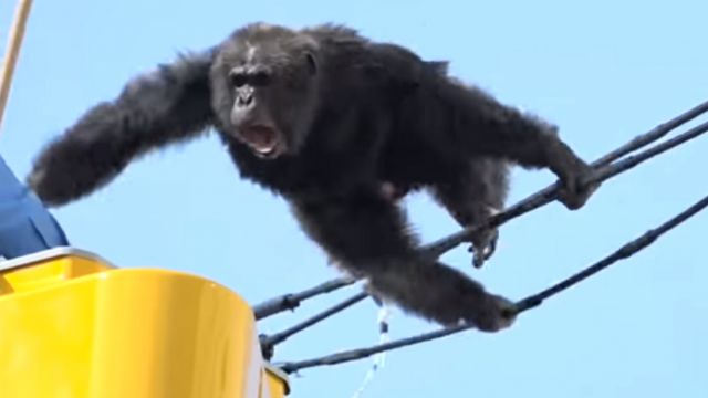 VIDEO Chacha the Chimp Caught After Fleeing Japan Zoo Falling