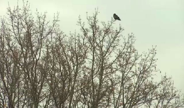 USDA Officials Working to Disperse Crows Gathering in Albany - Spectrum News
