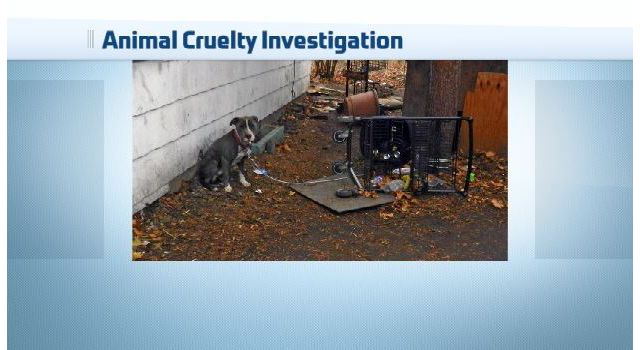 3 Elmira Residents Face Animal Cruelty Charges After 8 Dogs Seized - TWC News