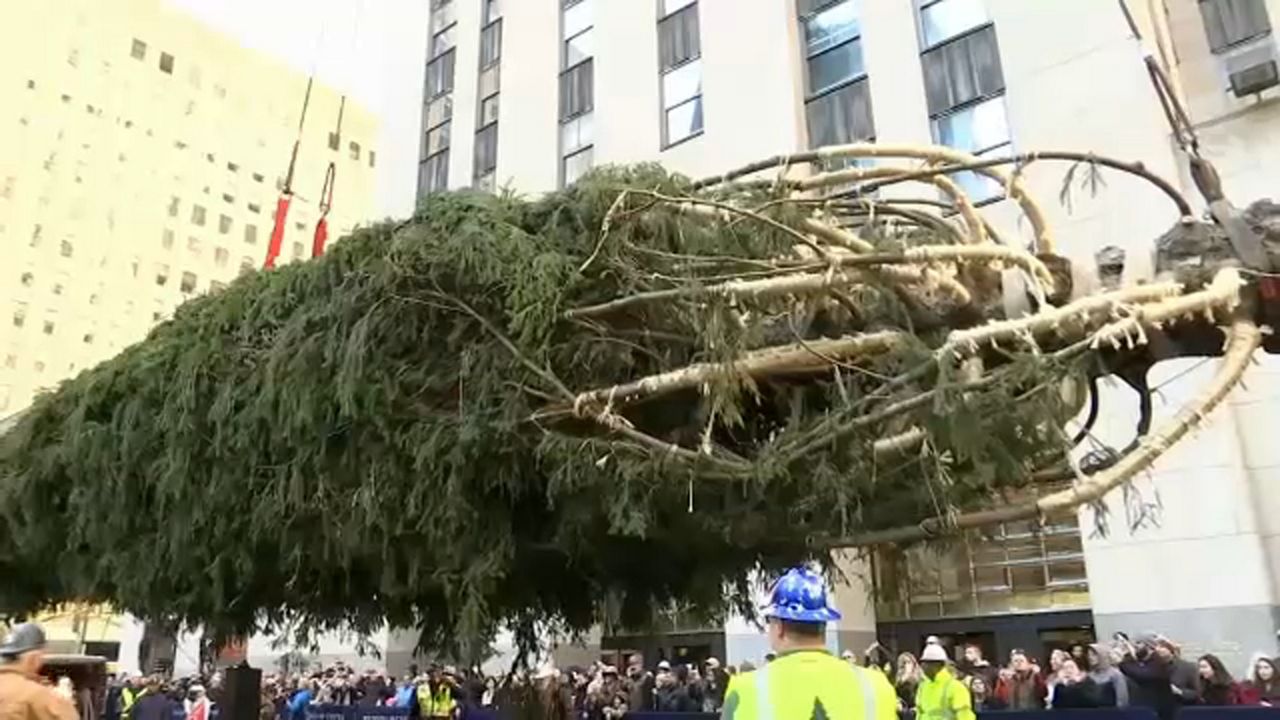 Llega El Gigantesco Rbol Navide O Al Rockefeller Center