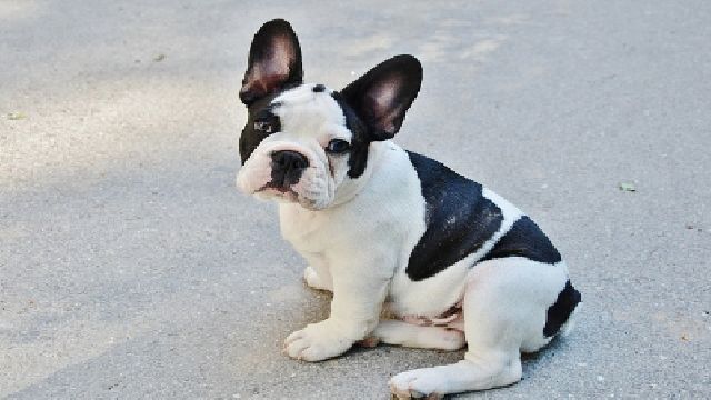 are french bulldog chihuahua mix dogs good with other dogs