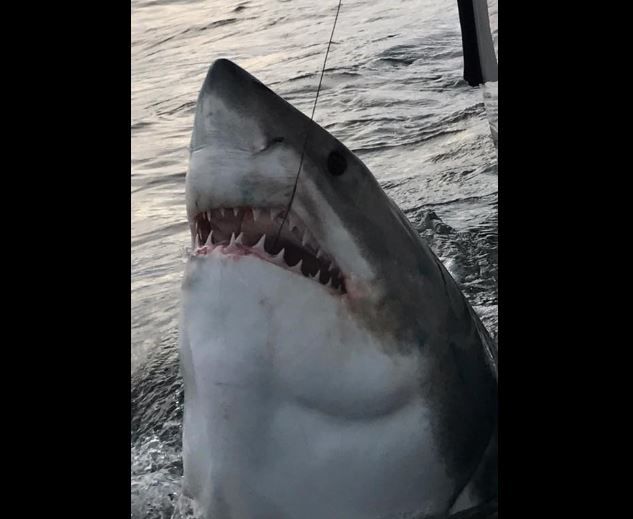 Fishing Crew Hooks 3,000 Pound Great White Shark Off Hilton Head