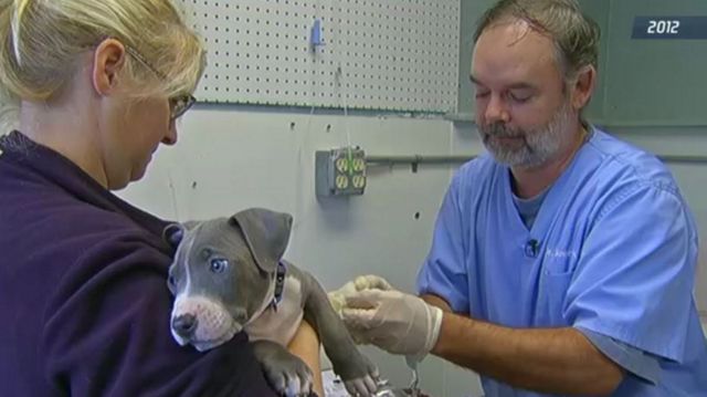 Dog Rescued from Albany Train Track Needs More Help - Spectrum News