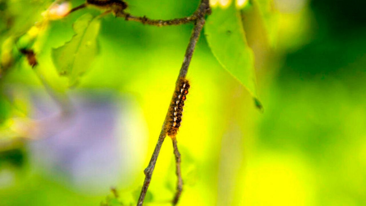 Browntail Moth Tips