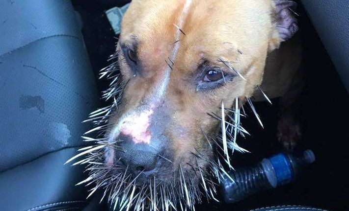 Dog Versus Porcupine: Quills Win