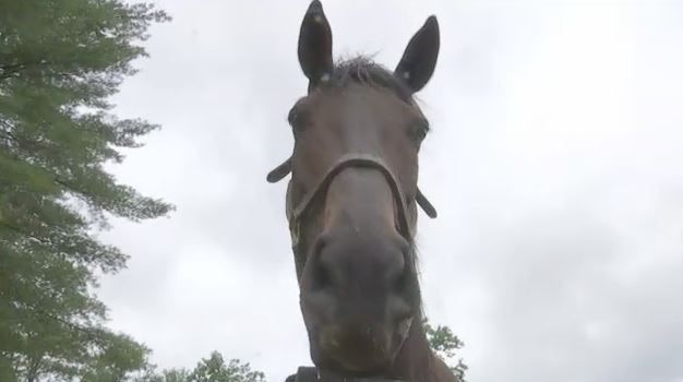 Retired Thoroughbreds Make Old Friends At Cabin Creek