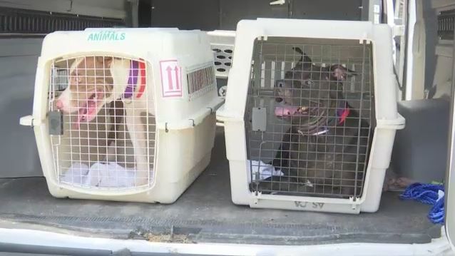 Dogs, cats displaced by Irma arrive in Capital Region