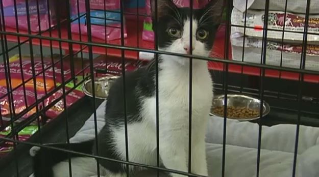 Full-Service Animal Shelter Coming To Queens