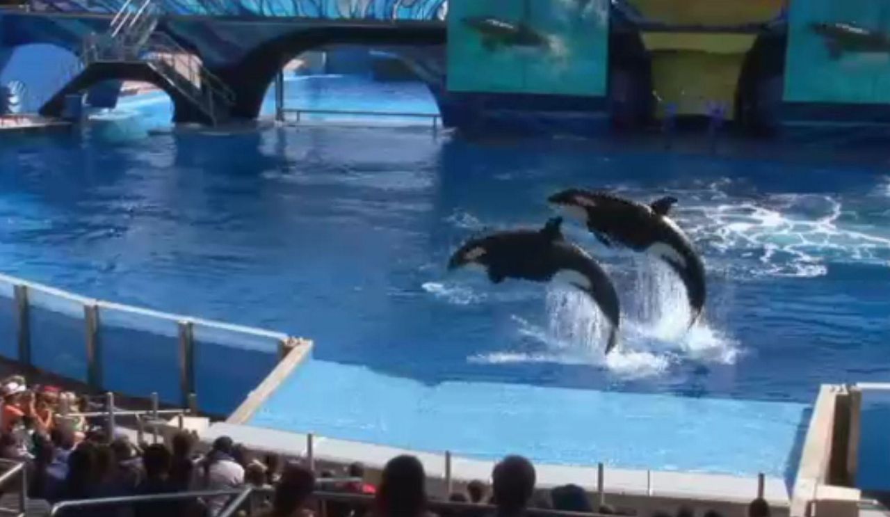 http://s7d2.scene7.com/is/image/TWCNews/seaworld_orca_breedingprogramjpg