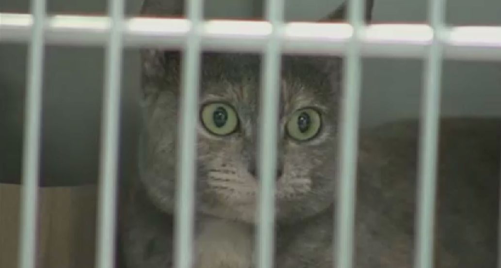 Animal Advocates Expect New Shelter in Queens to Boost Pet Adoptions