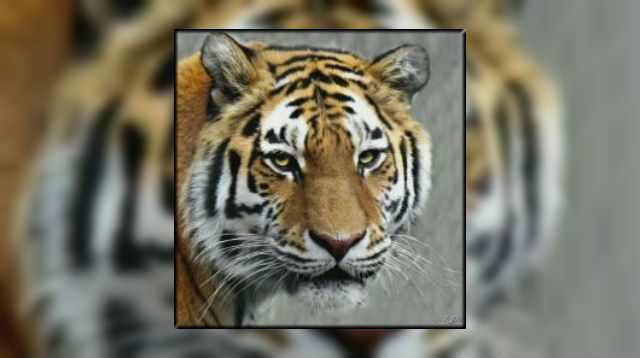 Cincinnati Zoo's Bengal tigers prepare for Monday Night Football