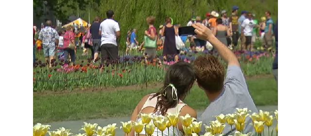 Finalists for Albany's 2016 Tulip Queen Announced Today - TWC News