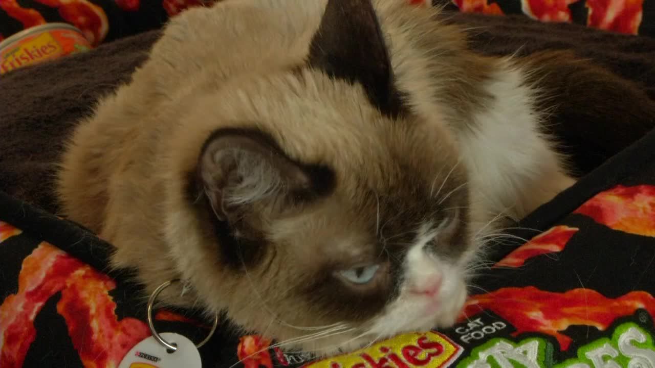 Friskies' new face:  star Grumpy Cat is pet food's new