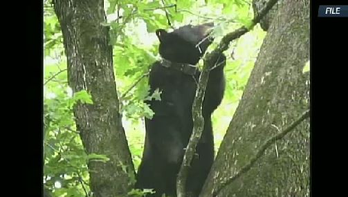 News: Black Bears Unveil Logo and Jerseys - Binghamton Black Bears