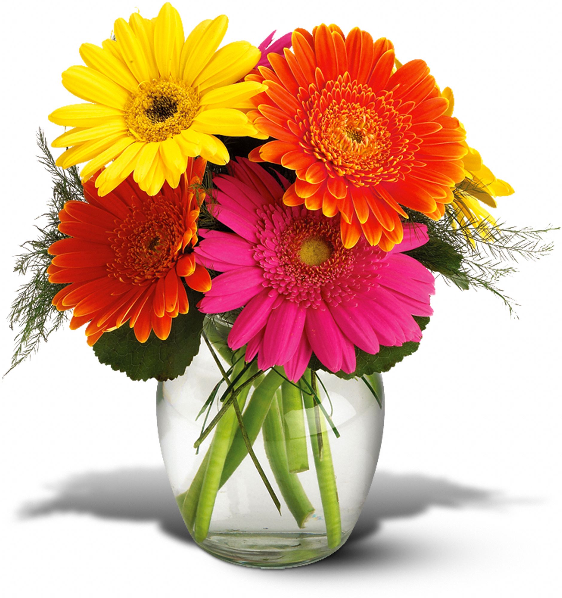 Teleflora�s Fiesta Gerbera Vase in West Columbia SC Pineview Florist