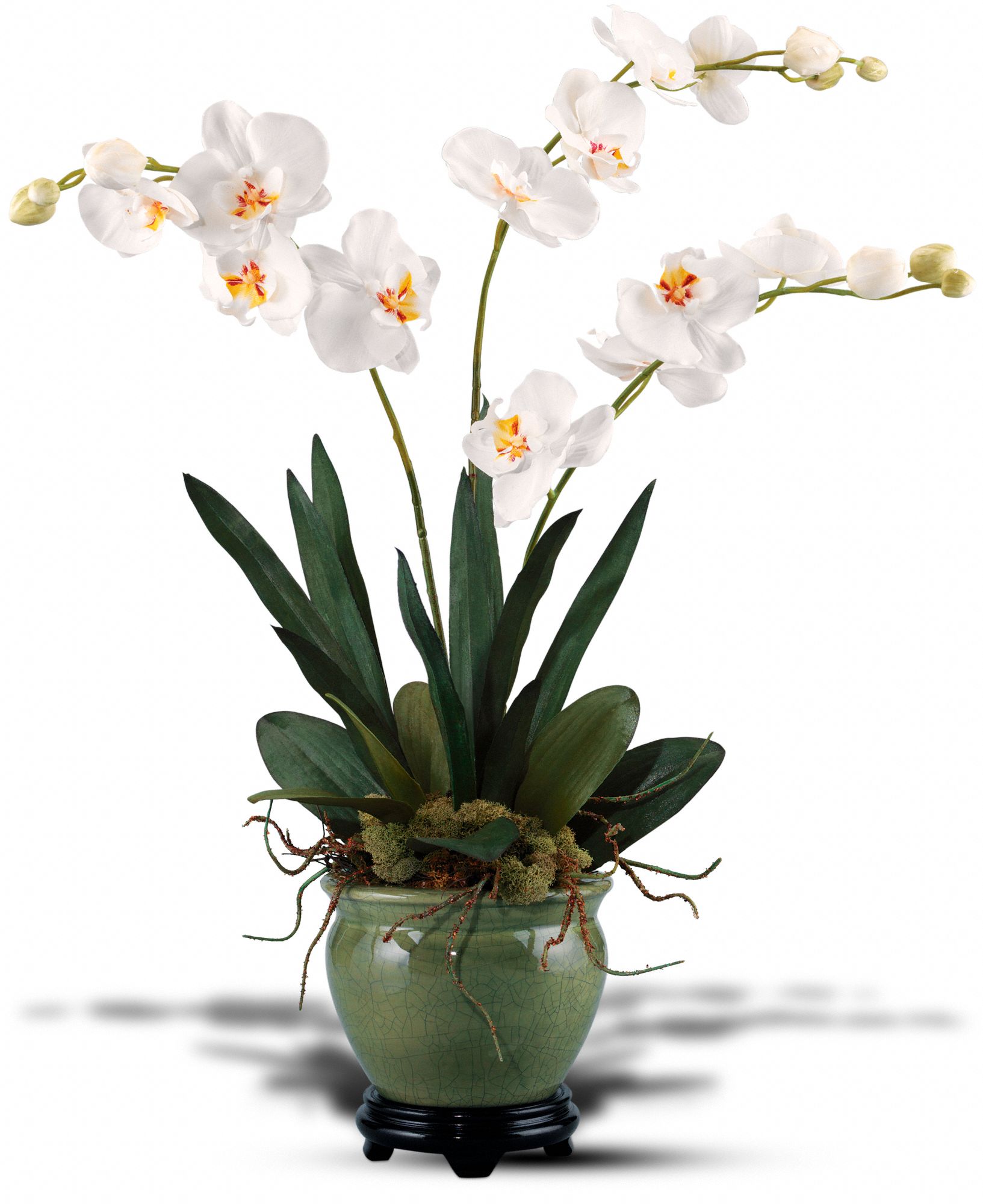 Orchids Forever by Teleflora in Novi&nbsp;MI, The Flower Alley