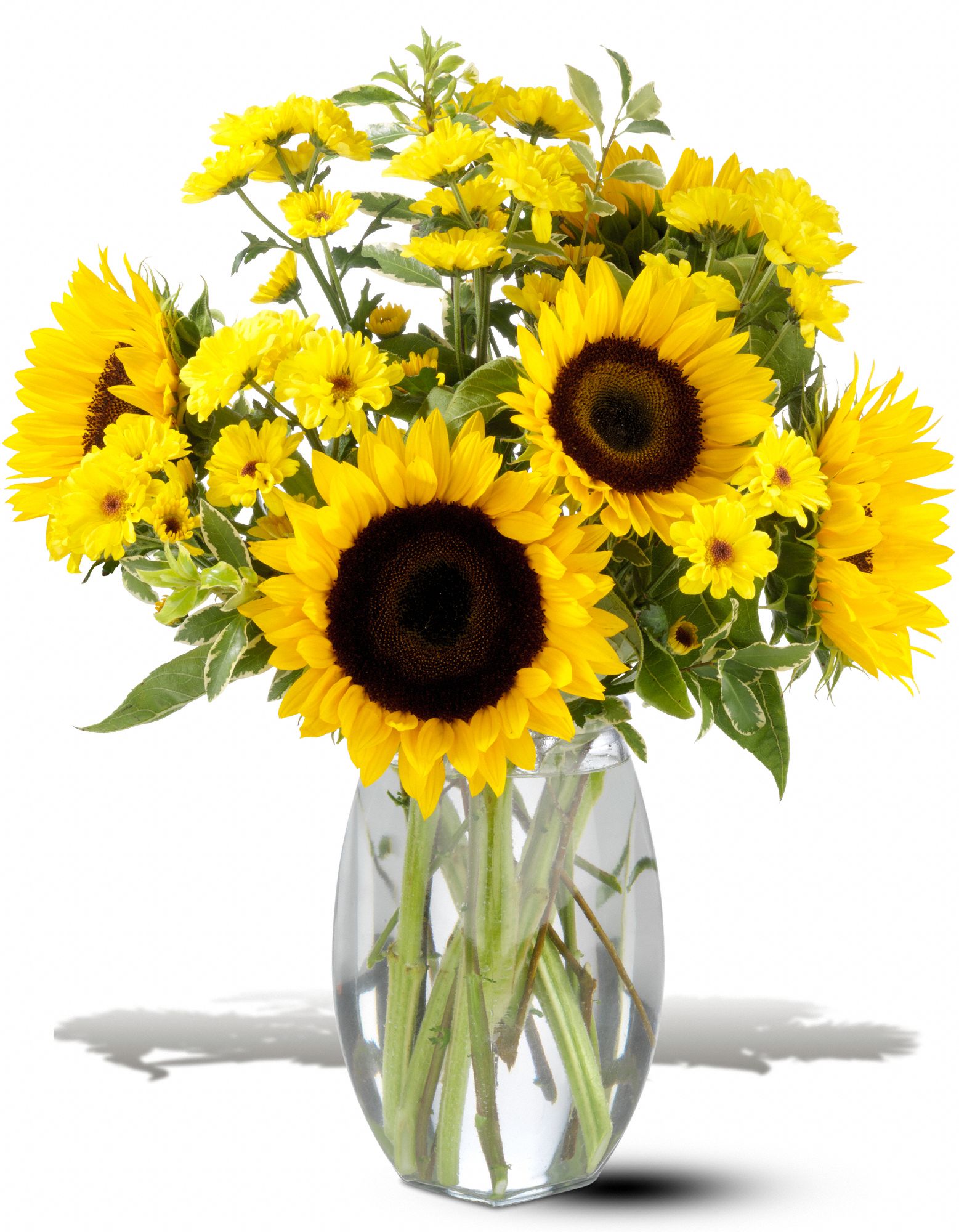 Teleflora's Sunflower Splash, picture
