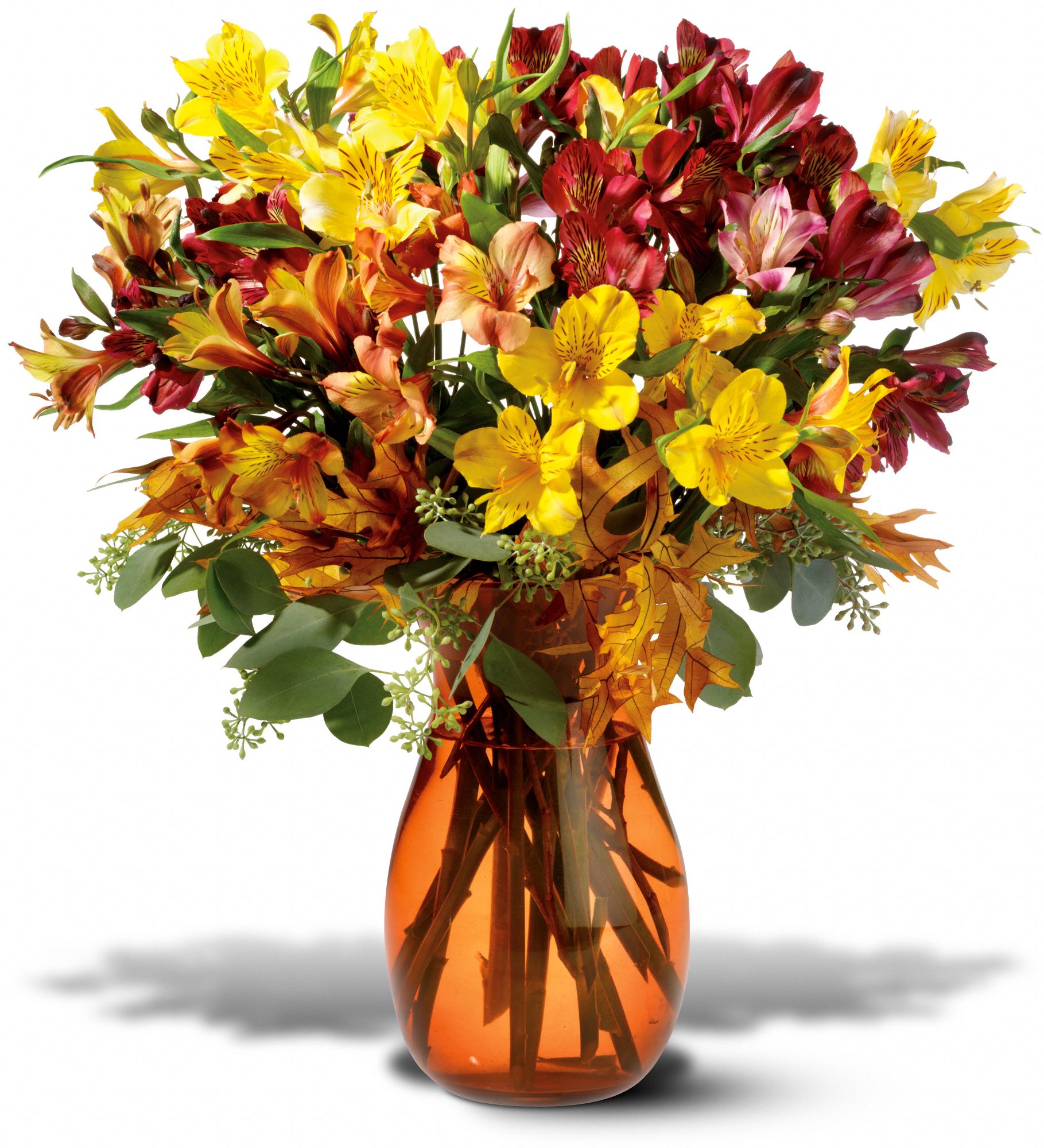 Alstroemeria Brights, picture