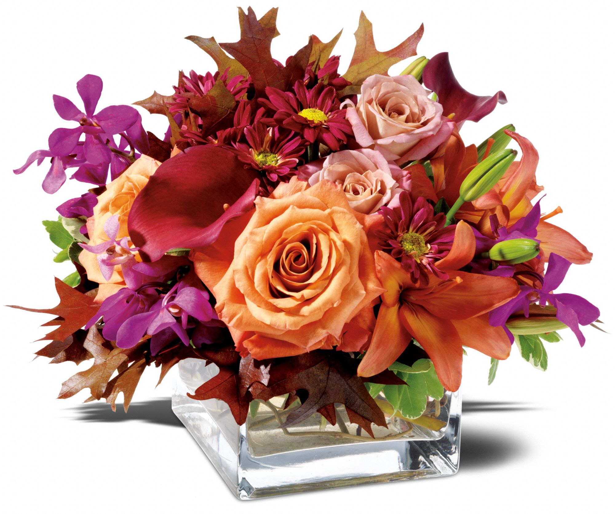Rose Orchid Blush, picture