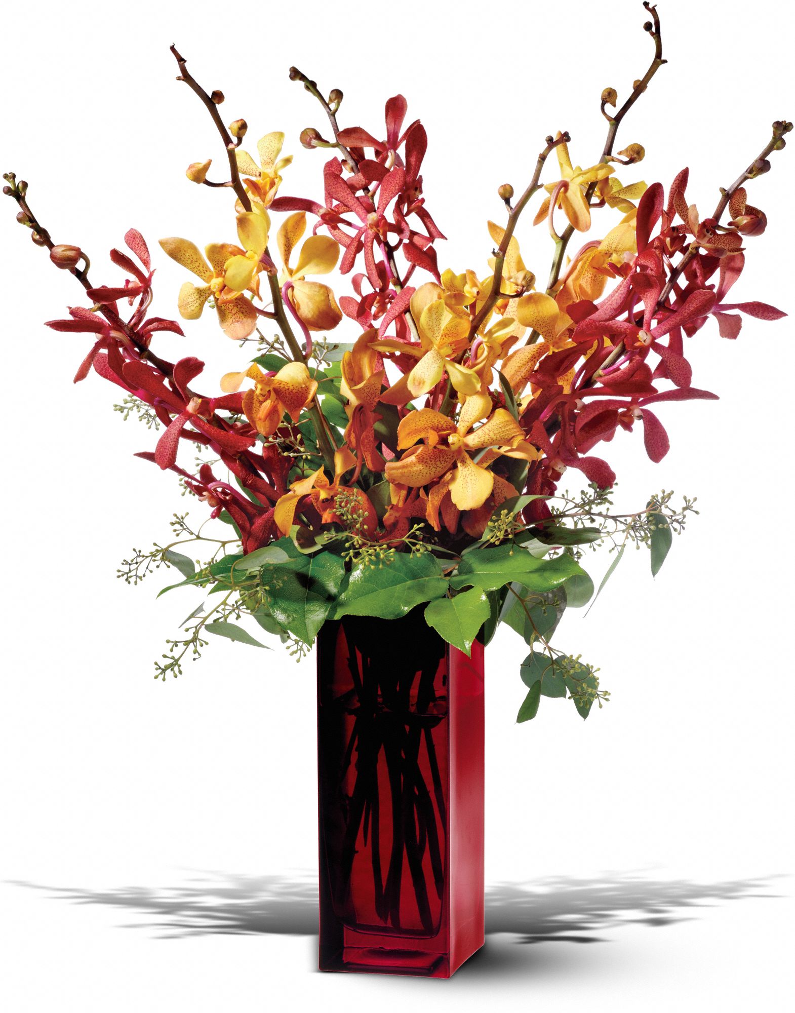 Teleflora's Orchid Splendor