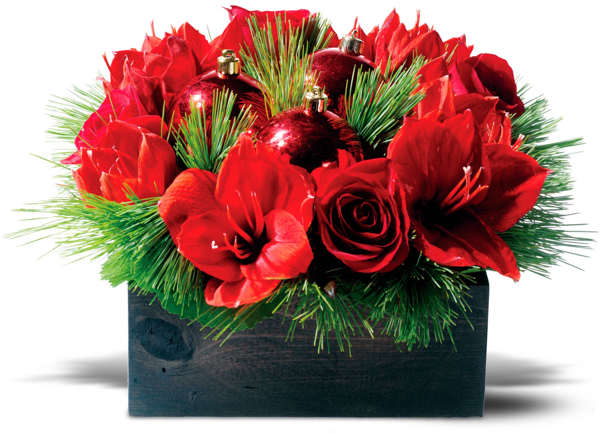 Amazing Amaryllis, picture