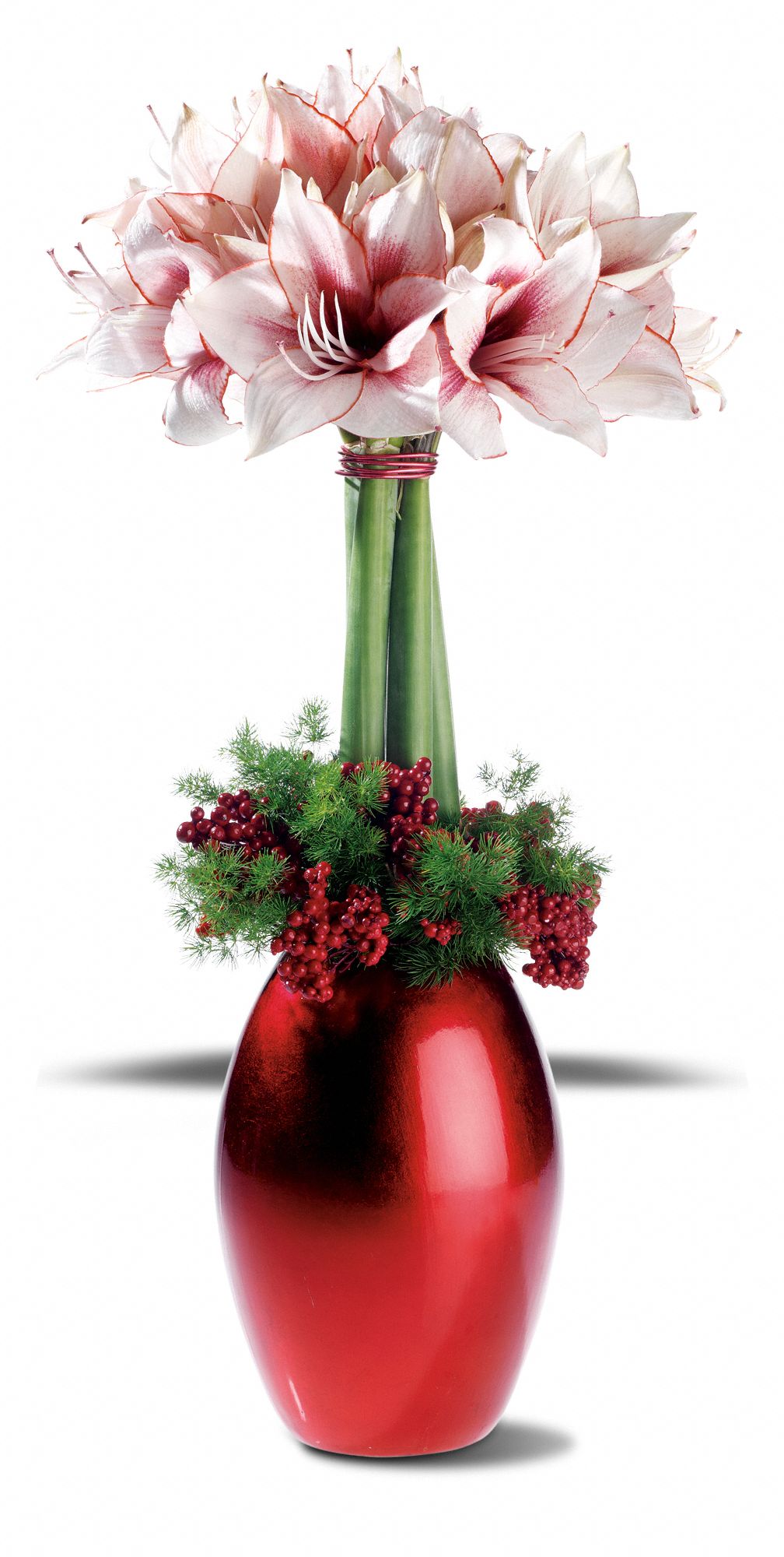 Amaryllis Bliss, picture