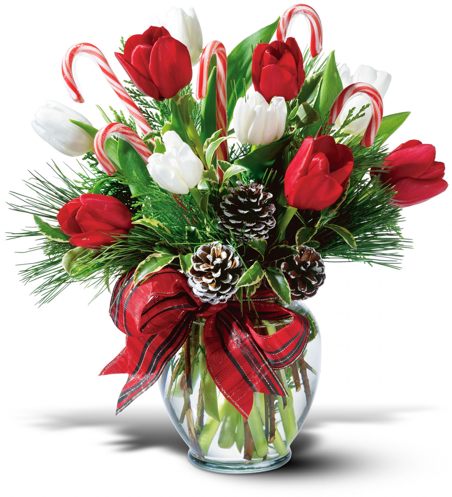 Peppermint Tulips in Redlands&nbsp;CA, Christina loves... The Bloom Room