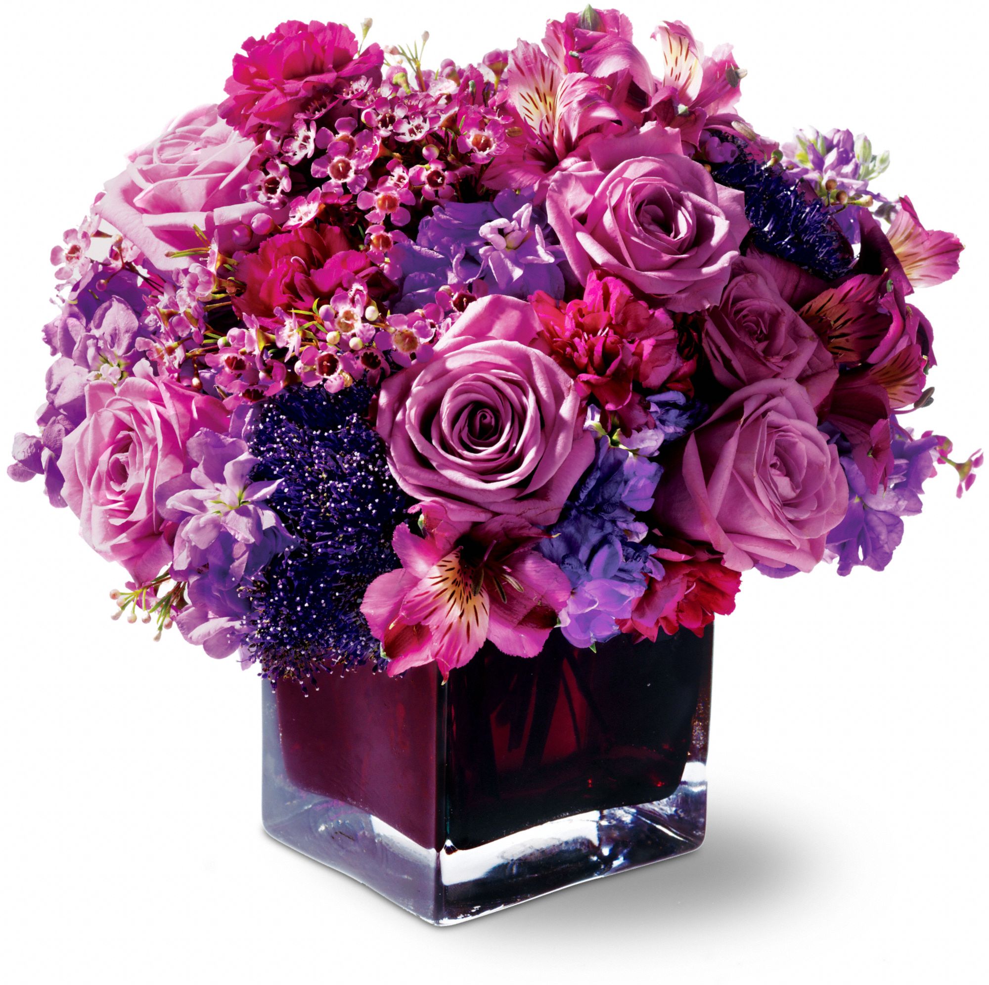 Telefloras Plum Paradise Flowers