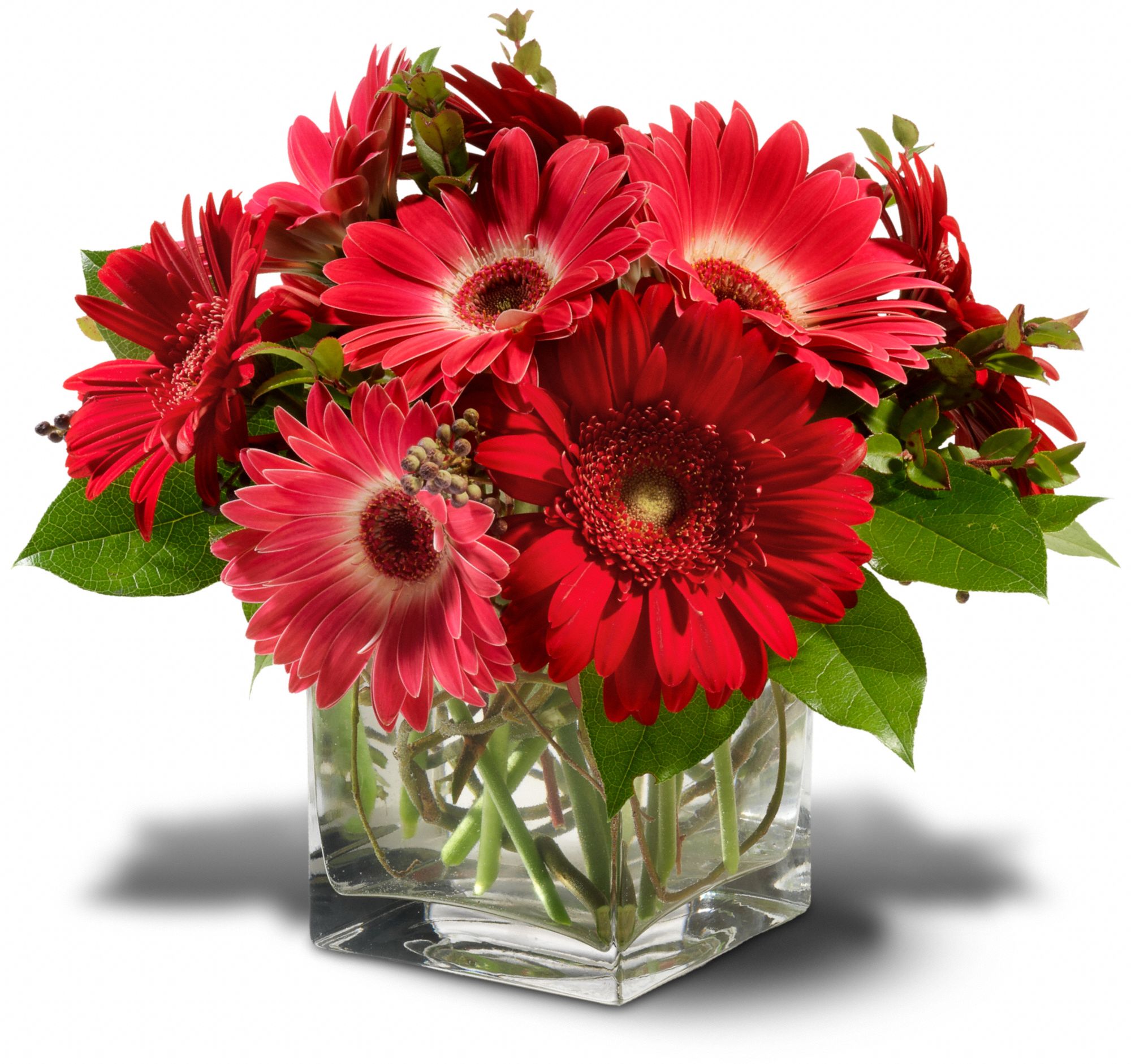 teleflora's gorgeous gerberas, picture