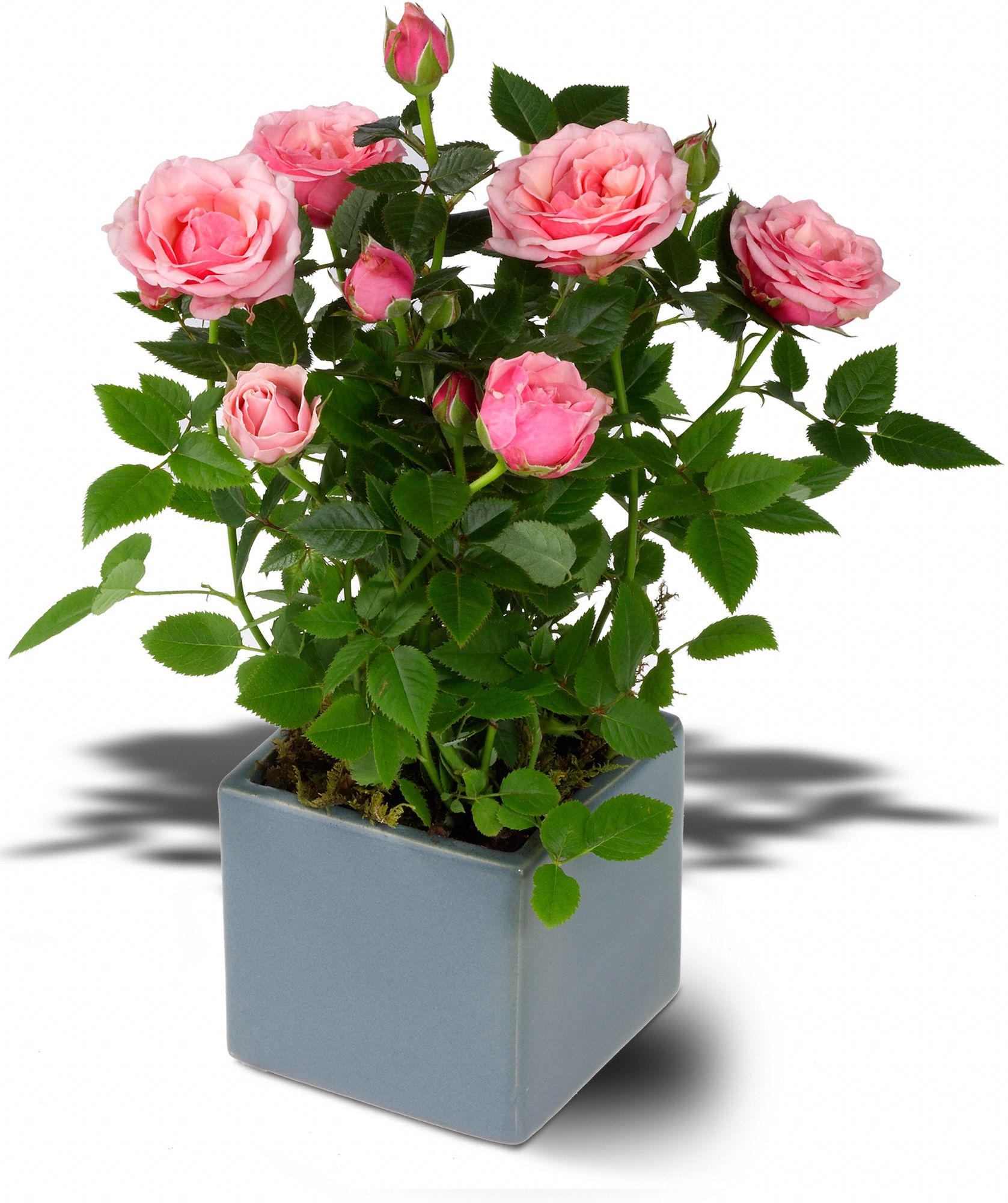 Miniature Rose Bush graphic