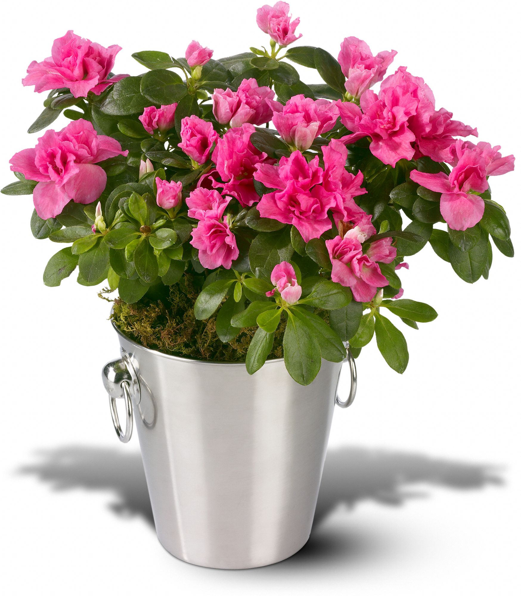 Adorable Azalea, picture
