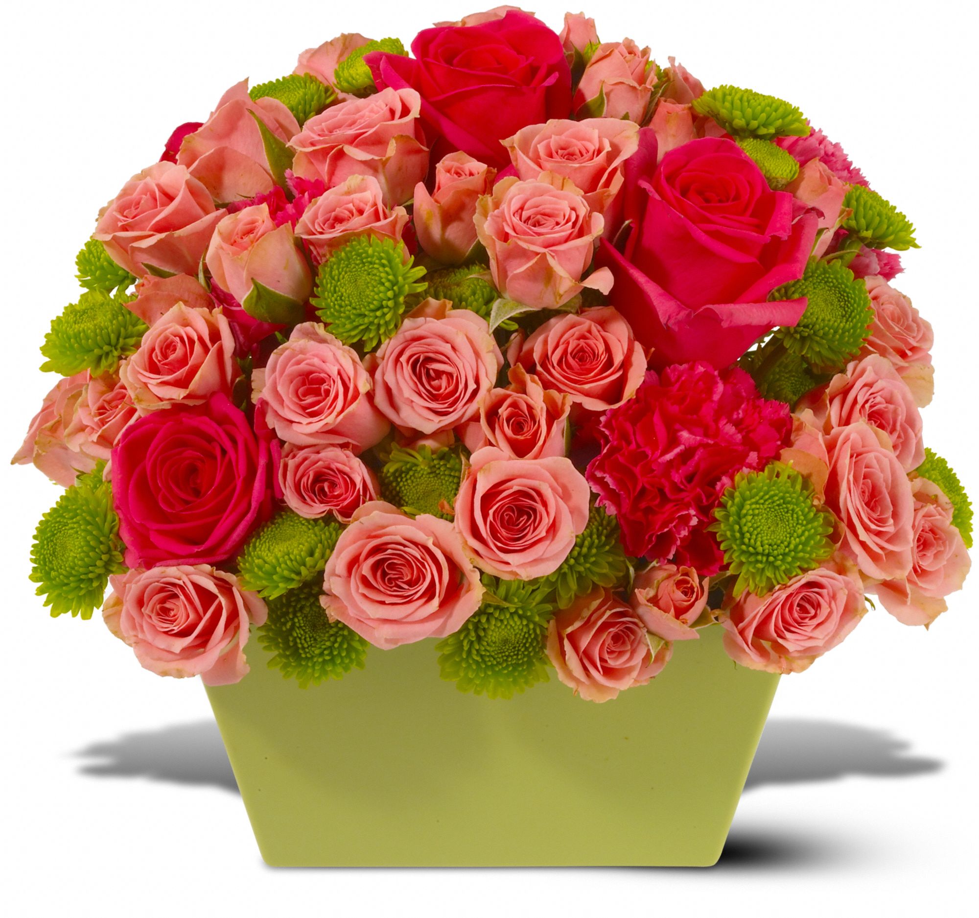 Chelsea Roses