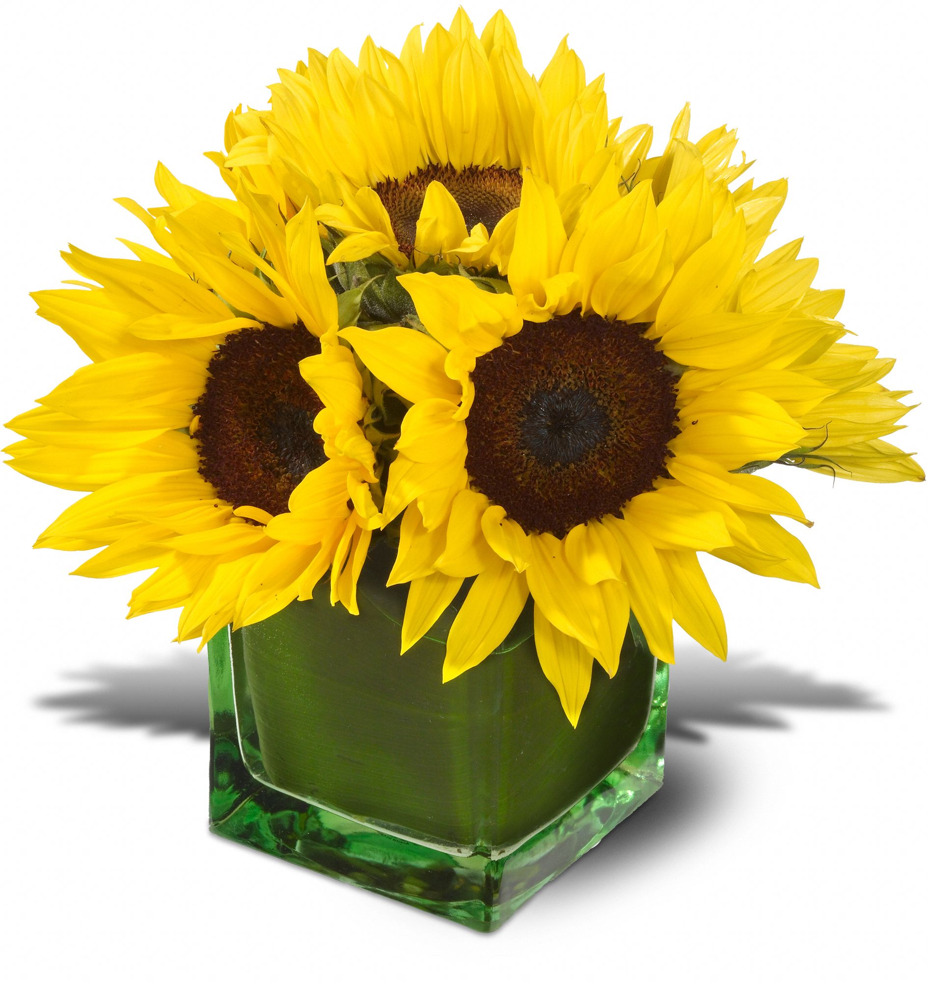 Teleflora's Modern Sunshine graphic