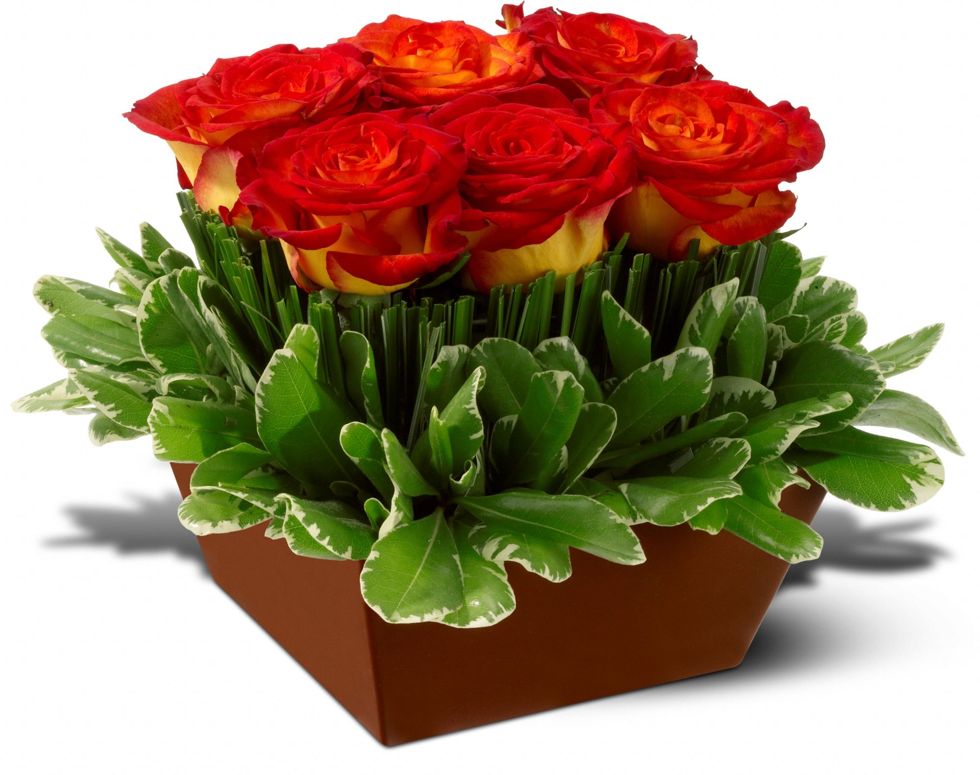 Roses in the Grass, picture