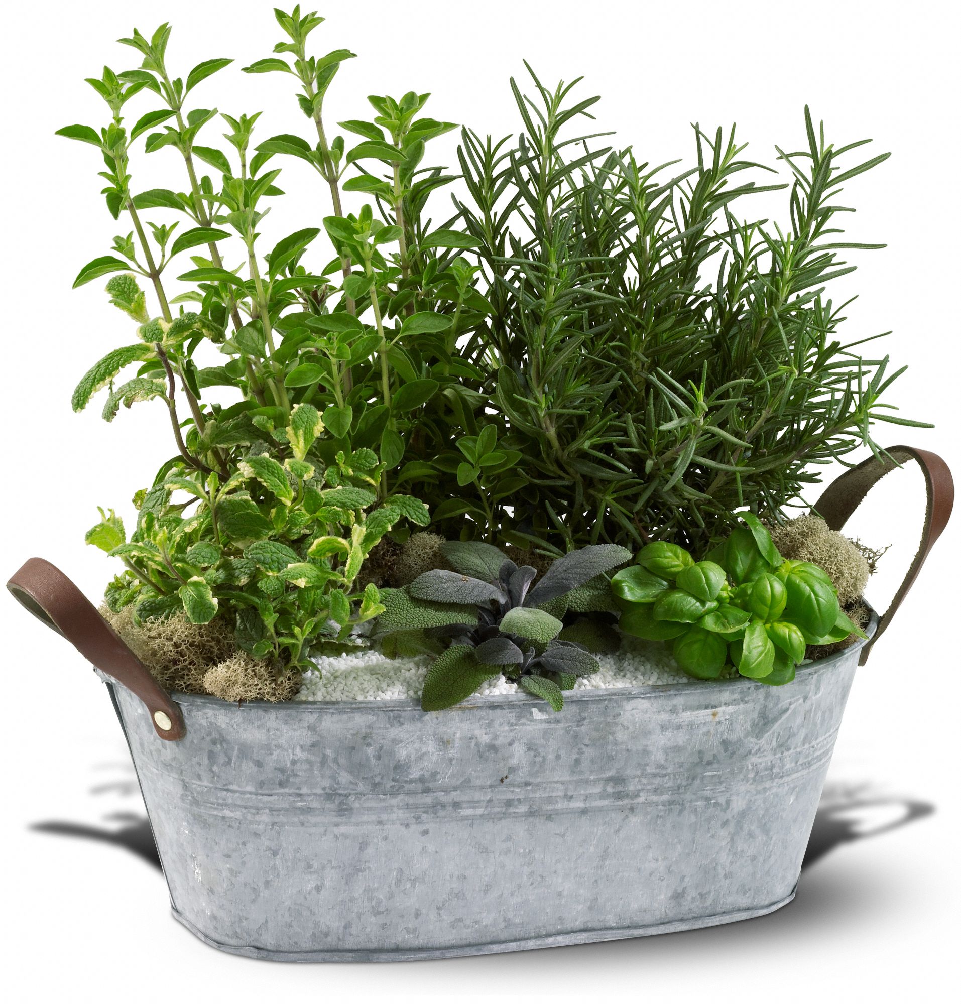 Herb Garden, picture