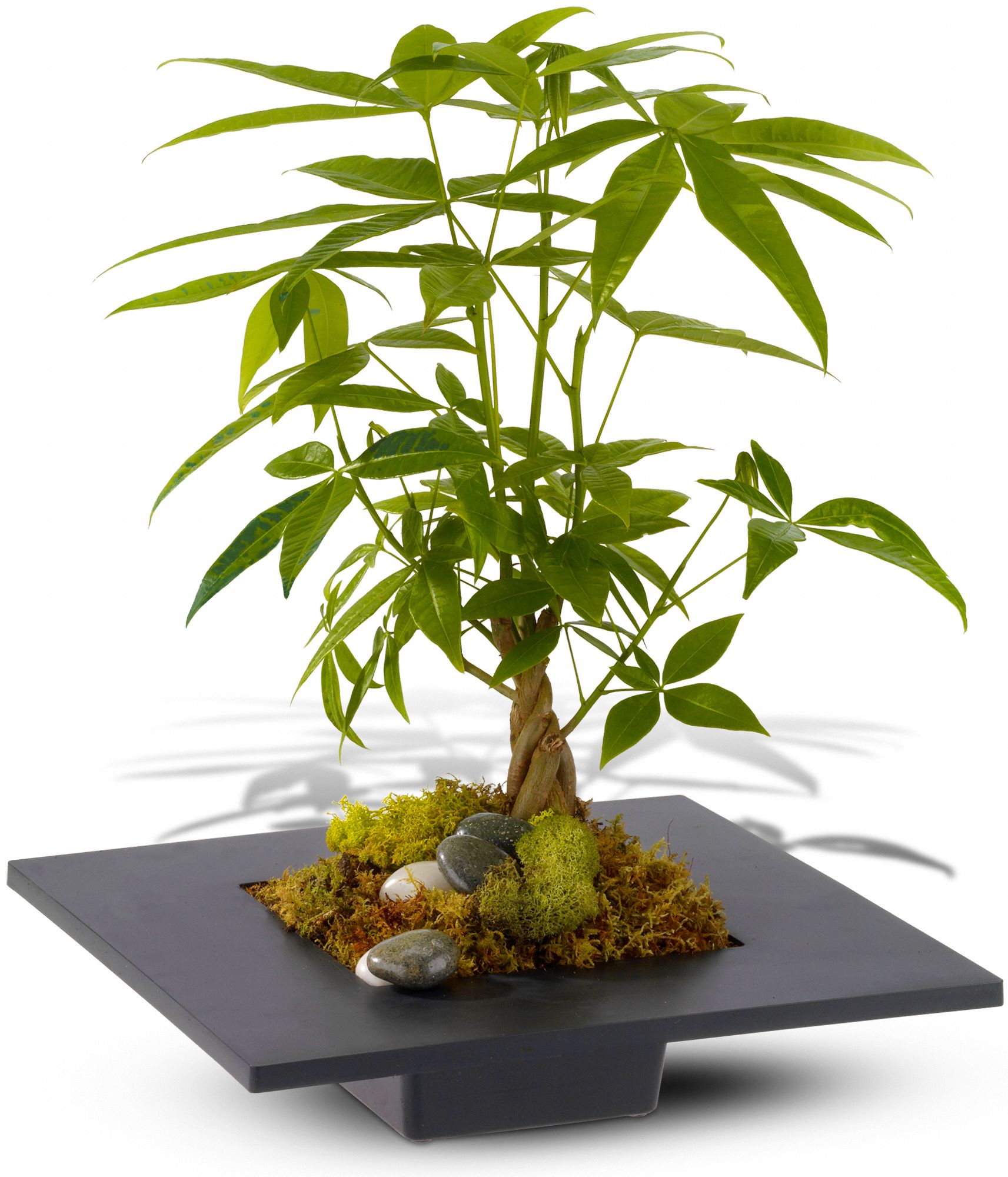 Money Tree, picture