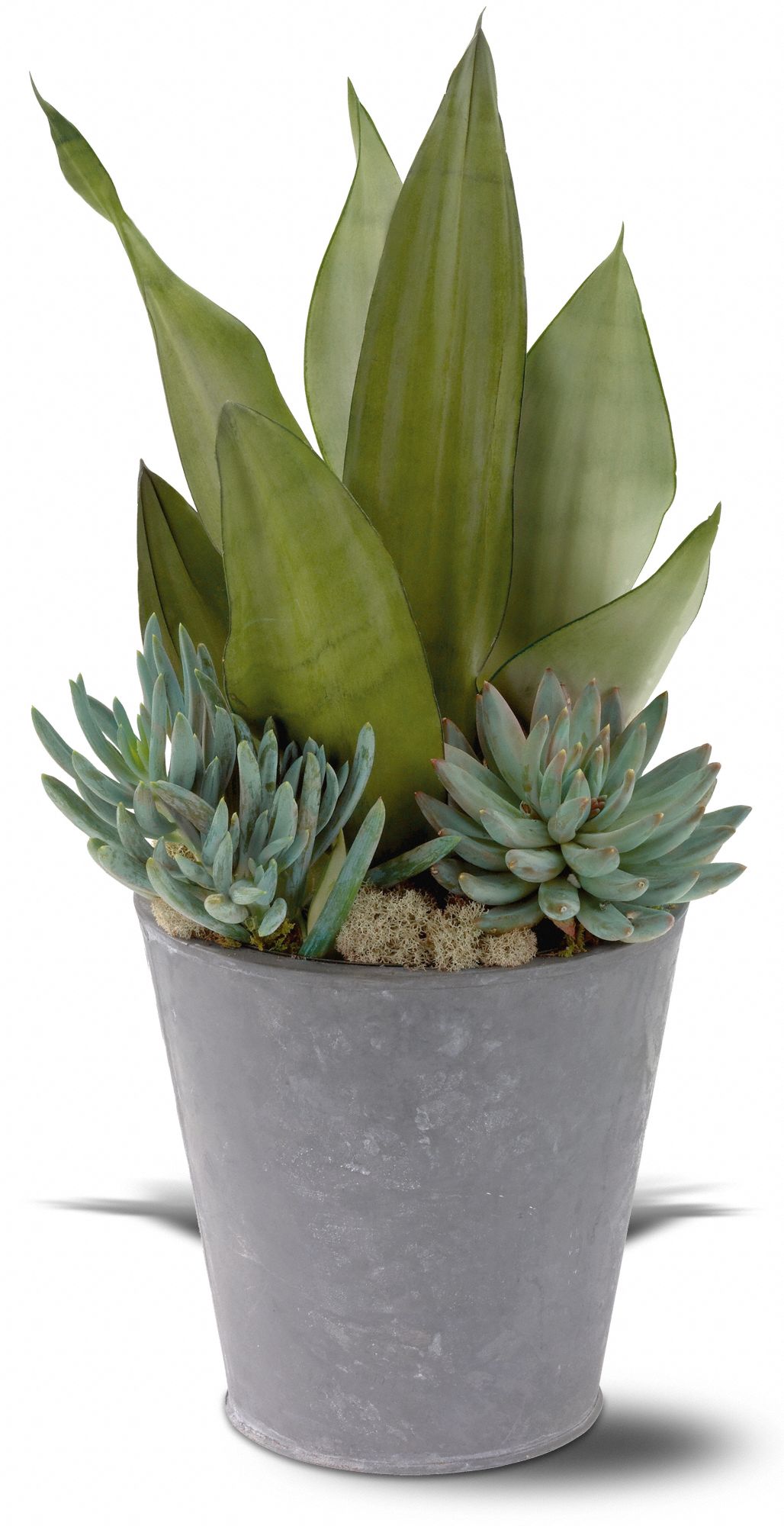 Succulent Garden, picture