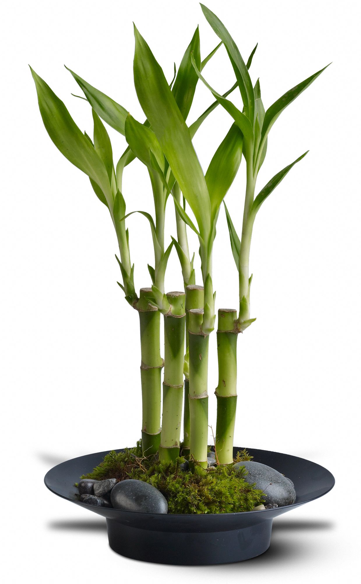 Lucky Bamboo