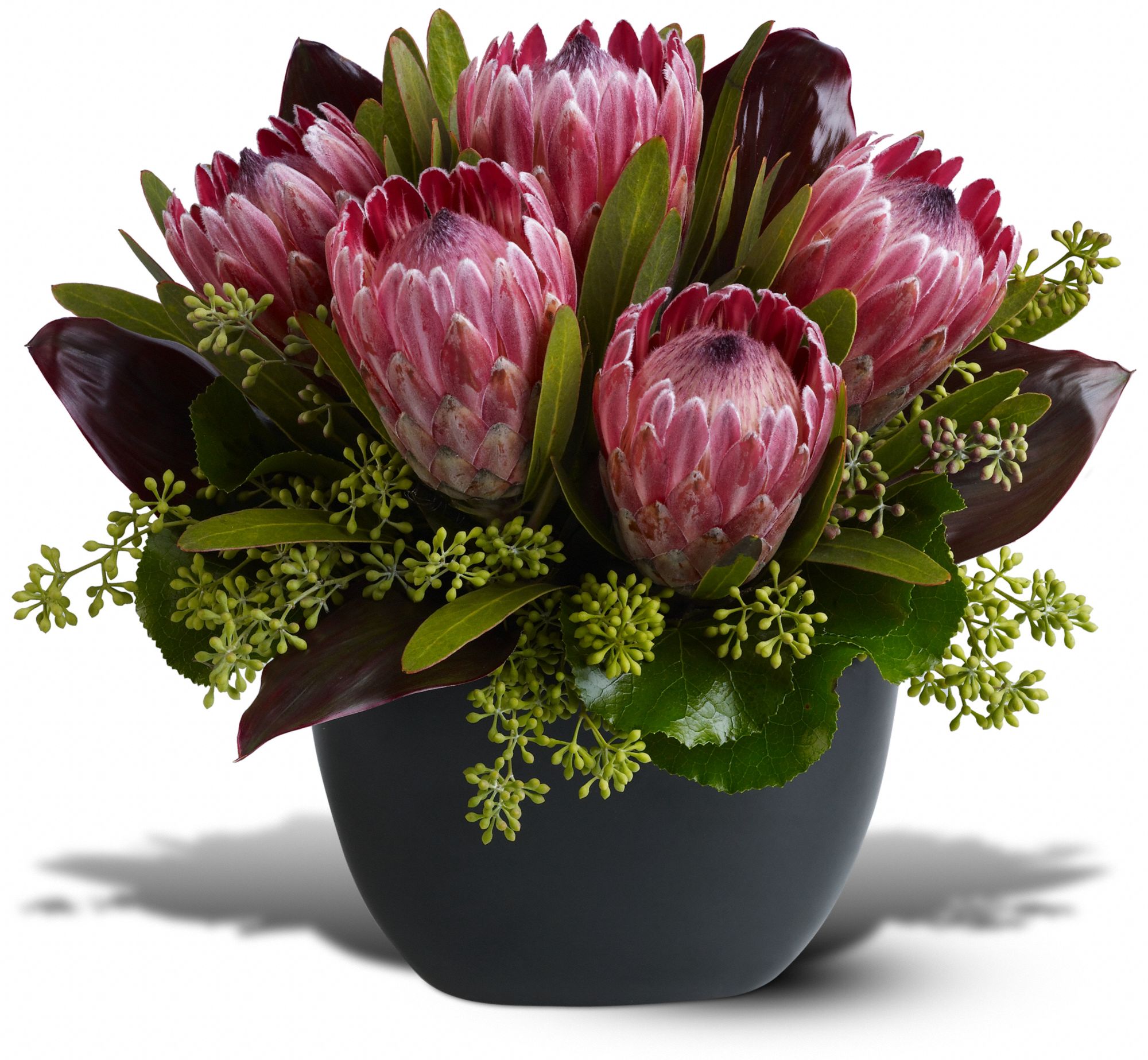 Positively Protea