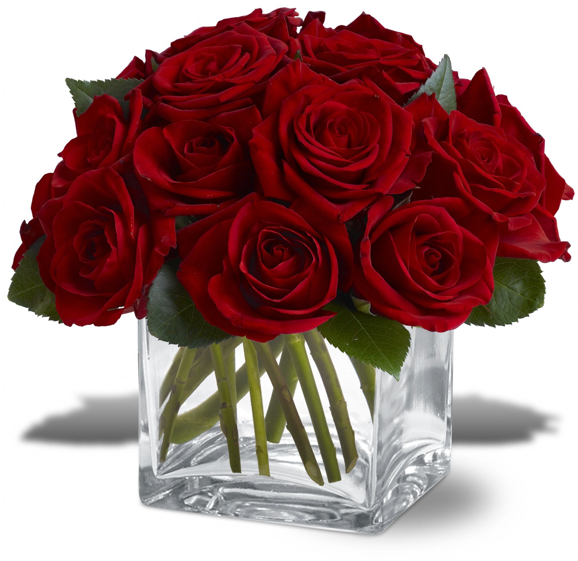 Dozen Rose Contempo graphic