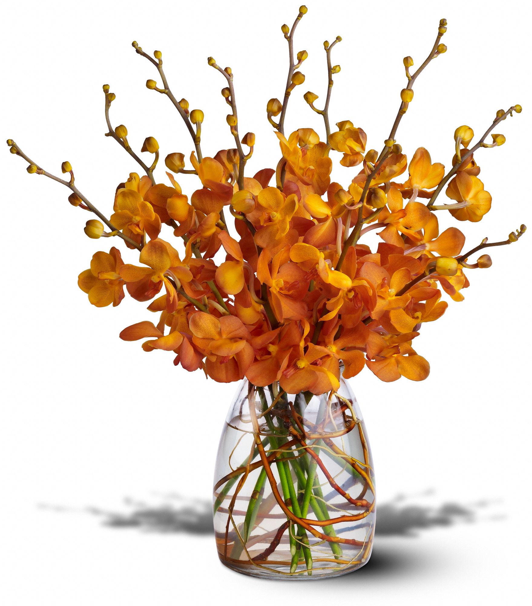 Orchid Embers