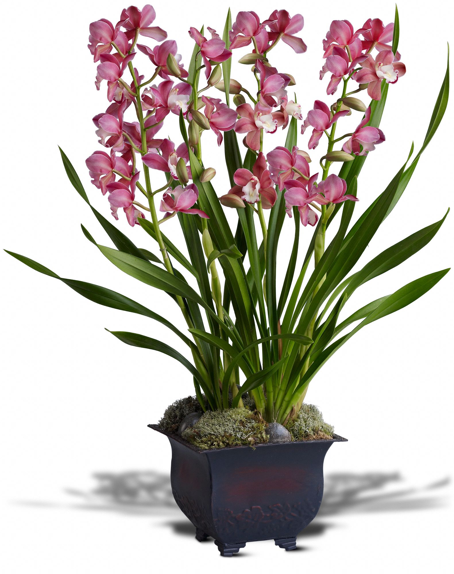 Simply Cymbidium graphic