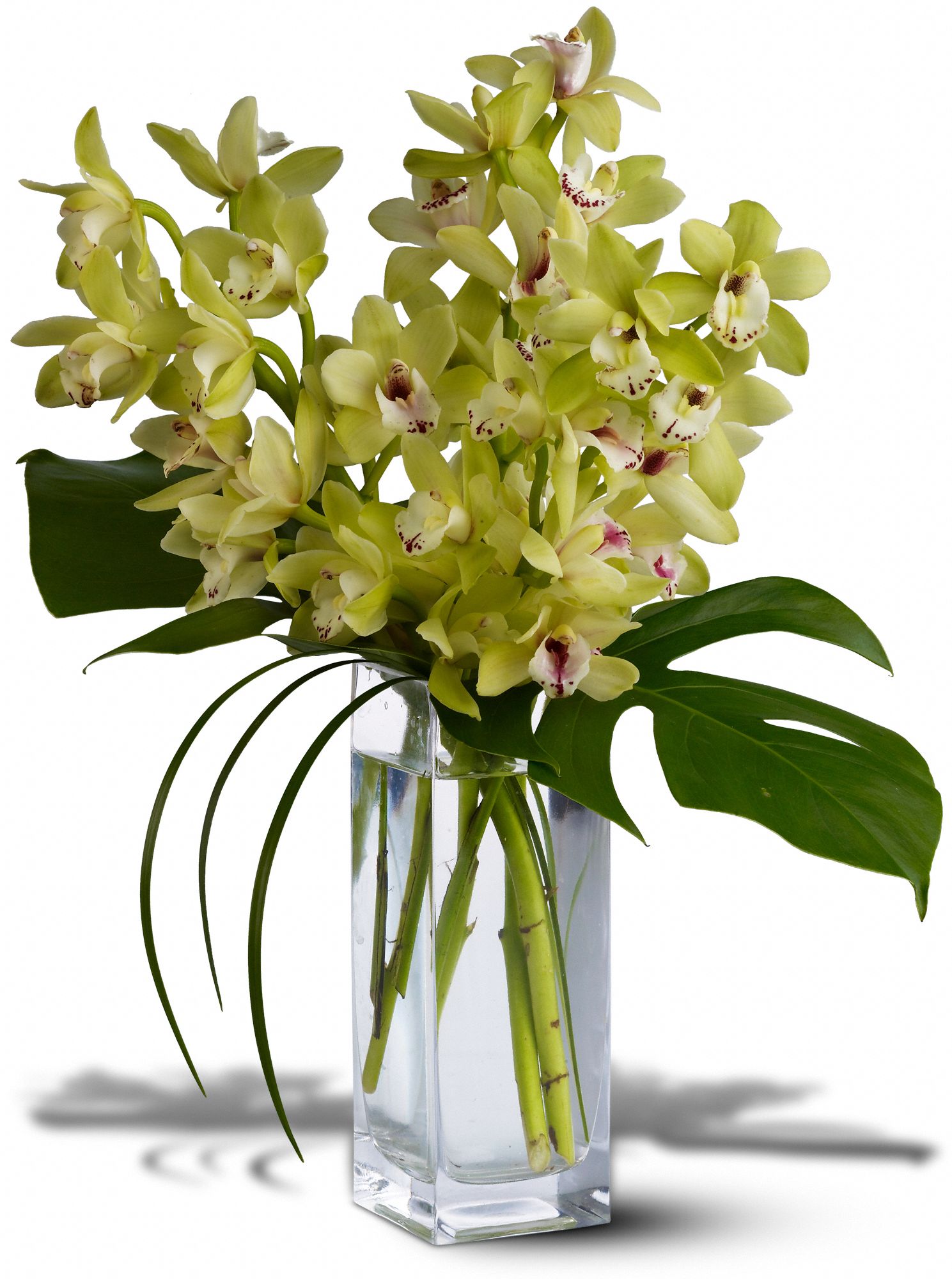 Orchid Elegance, picture