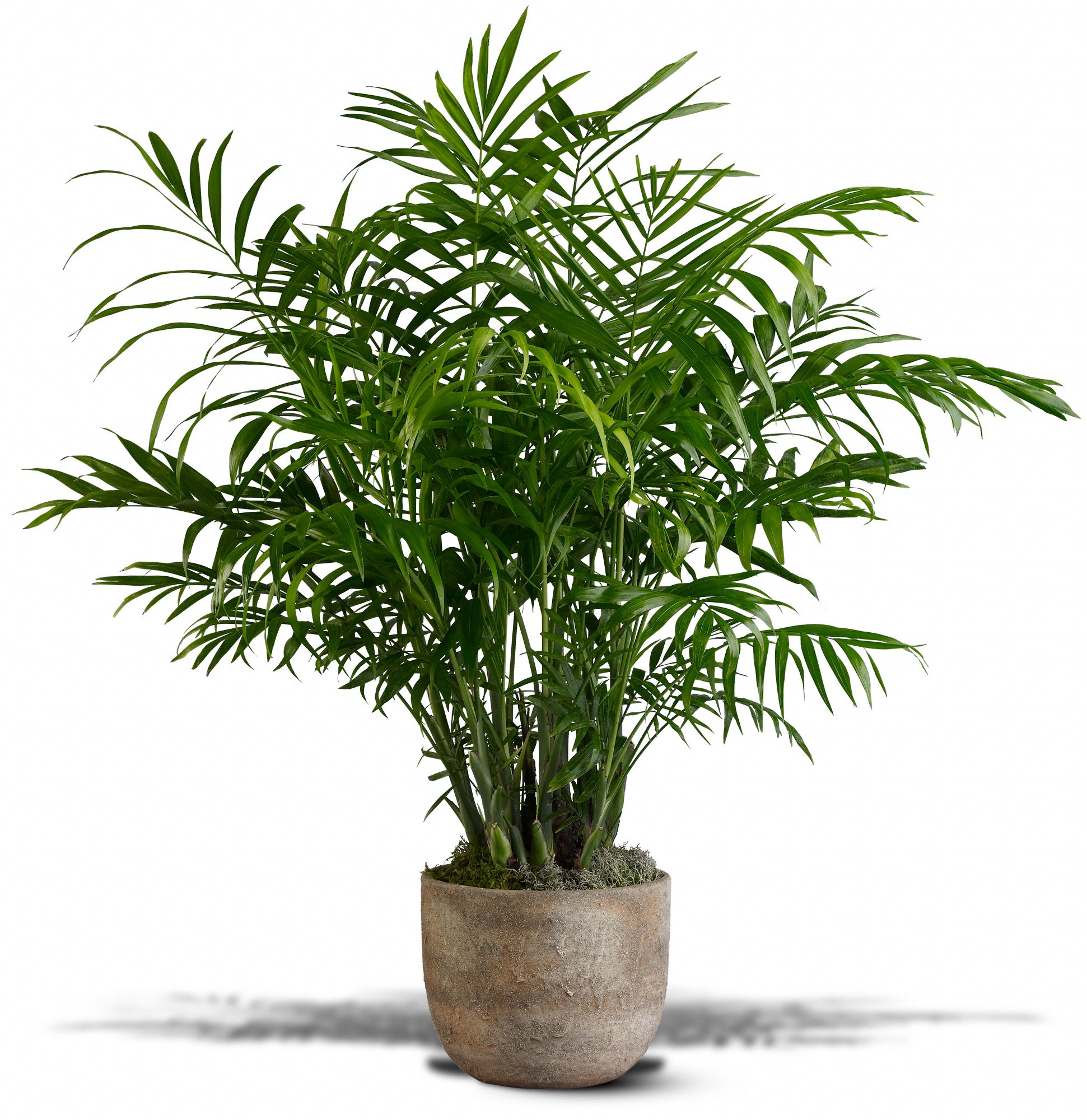 Paradise Palm