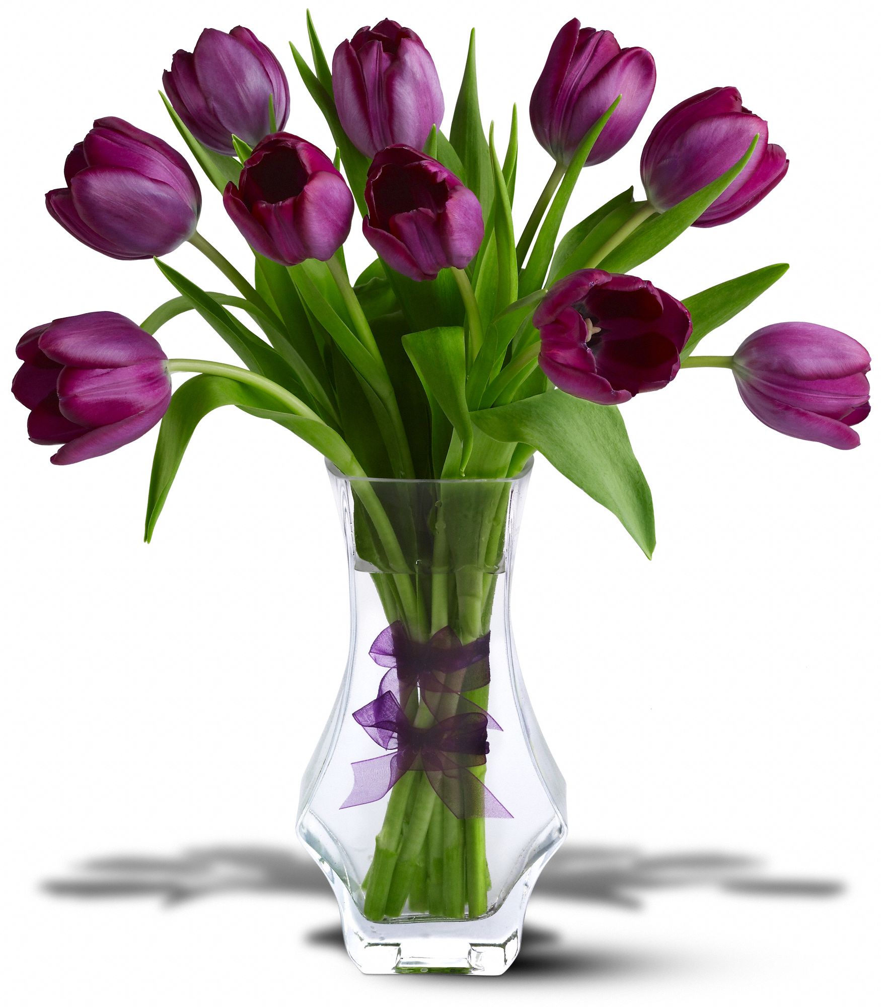 Royal Tulips, picture