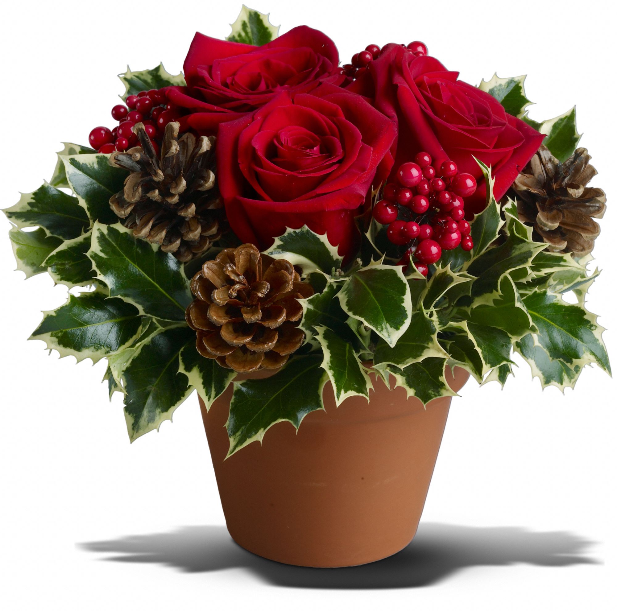 Holly Holiday graphic