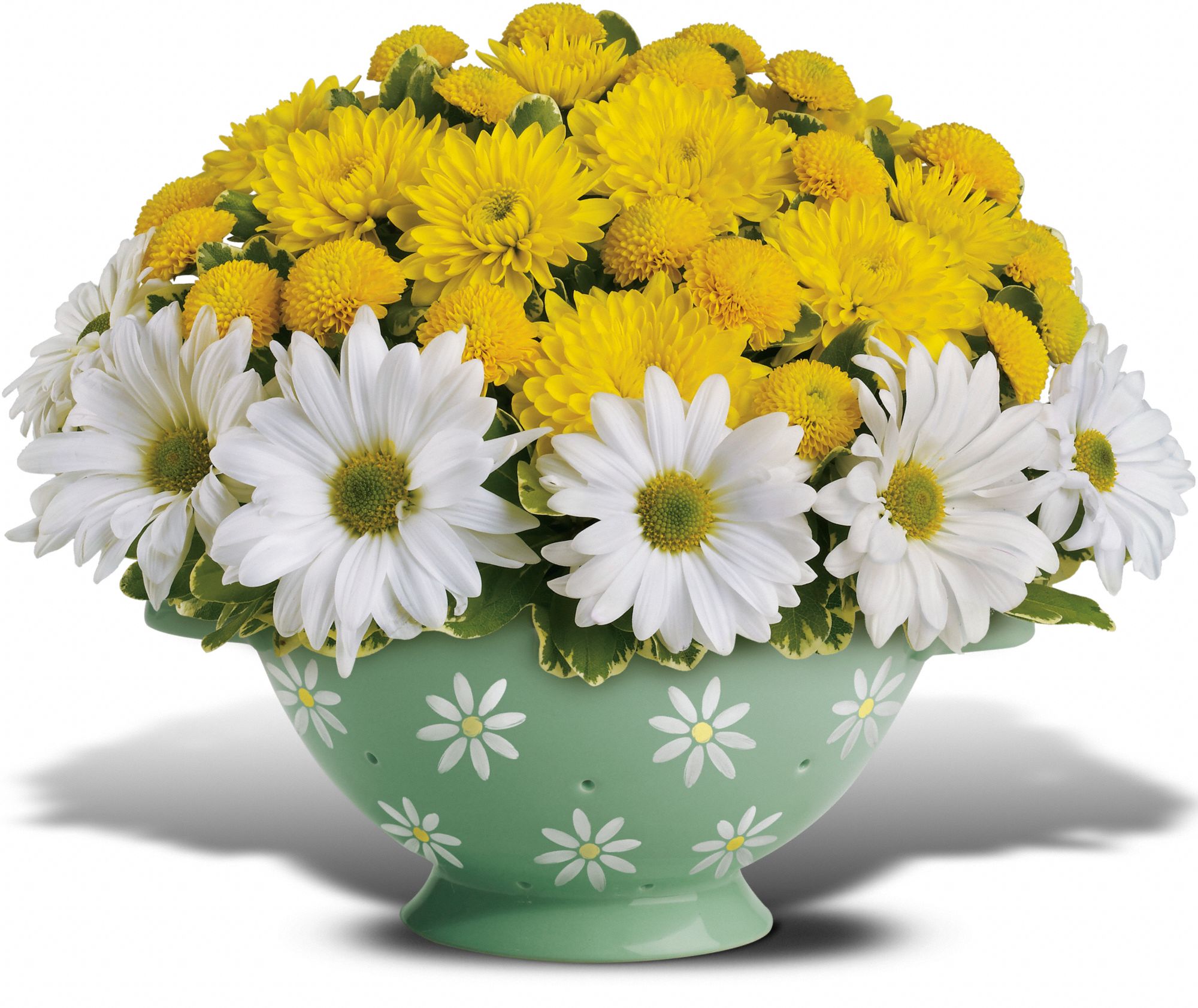 Teleflora's Daisy Colander Bouquet in Westboro&nbsp;MA, Mugford's Flower Shoppe