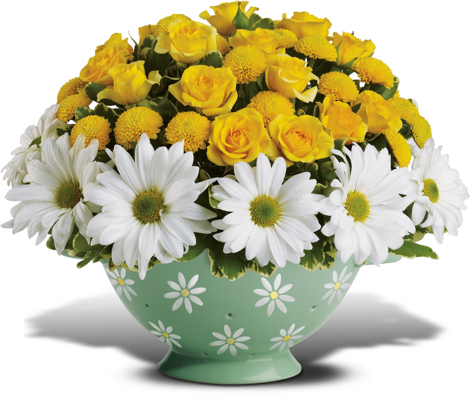 Daisy Colander Bouquet Deluxe in Coeur D'Alene&nbsp;ID, Hansen's Florist & Gifts