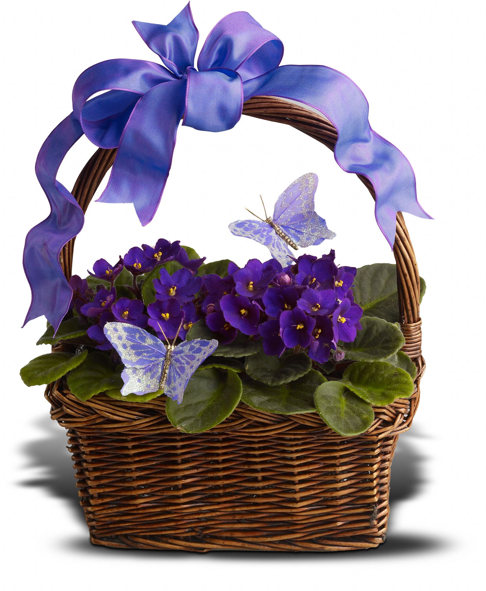 Violets and Butterflies Plants