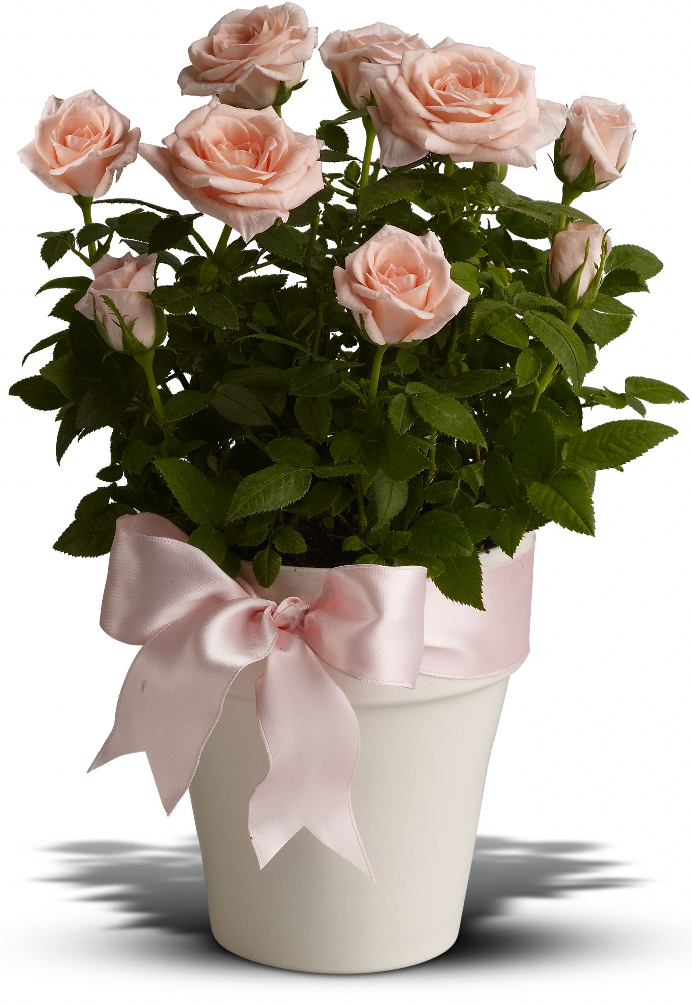 Rosy Cheeks Plants